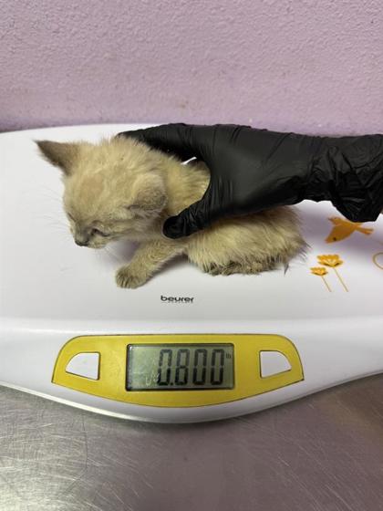 Shelter Stray Female Cat last seen Near BAUXITE AVE, EL PASO, TX, 79932, CITY of El Paso, TX, 5001 Fred Wilson Ave, El Paso, TX 79906, USA