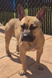 Shelter Stray Female Dog last seen Kings Hwy, Caddo Parish, LA, 1500 Monty St, Shreveport, LA 71107, USA