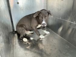 Shelter Stray Male Dog last seen Near W80th St, Caddo Parish, LA, 1500 Monty St, Shreveport, LA 71107, USA