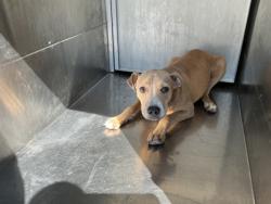 Shelter Stray Female Dog last seen Near W80th St, Caddo Parish, LA, 1500 Monty St, Shreveport, LA 71107, USA