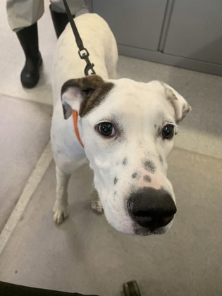 Shelter Stray Female Dog last seen , Caddo Parish, LA, 1500 Monty St, Shreveport, LA 71107, USA