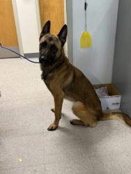 Shelter Stray Male Dog last seen Mansfield road, Caddo Parish, LA, 1500 Monty St, Shreveport, LA 71107, USA