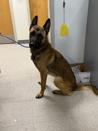 Shelter Stray Male Dog last seen Mansfield road, Caddo Parish, LA, 1500 Monty St, Shreveport, LA 71107, USA