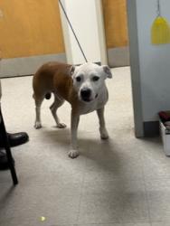 Shelter Stray Male Dog last seen Unadilla St, Caddo Parish, LA, 1500 Monty St, Shreveport, LA 71107, USA