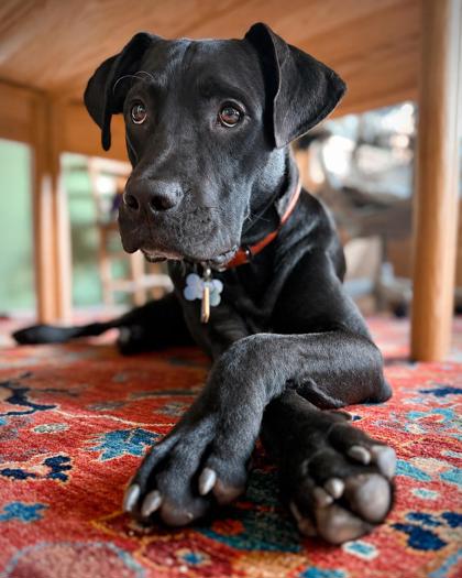 Shelter Stray Male Dog last seen Near Muscogee Ave, Atlanta, GA, 1251 Fulton Industrial Blvd NW, Atlanta, GA 30336, USA