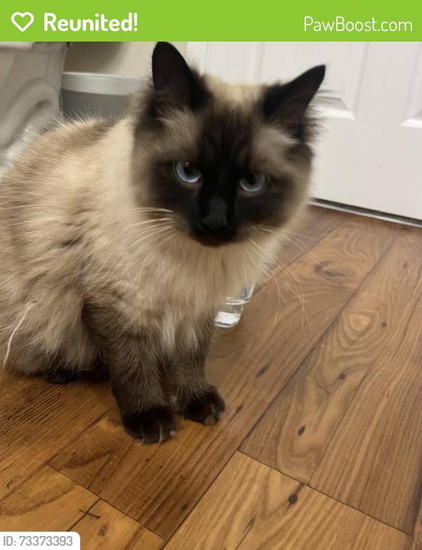 Reunited Female Cat last seen Enclave, Knoxville, TN 37932