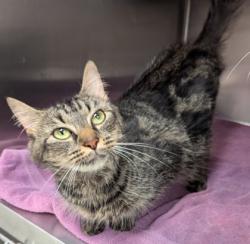 Shelter Stray Female Cat last seen Near Ollie St, Atlanta, GA, 1251 Fulton Industrial Blvd NW, Atlanta, GA 30336, USA