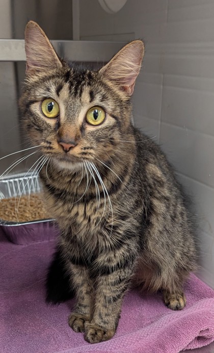 Shelter Stray Female Cat last seen Near Ollie St, Atlanta, GA, 1251 Fulton Industrial Blvd NW, Atlanta, GA 30336, USA