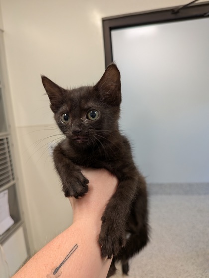 Shelter Stray Unknown Cat last seen Near S Gordon Road SW, Other, GA, 1251 Fulton Industrial Blvd NW, Atlanta, GA 30336, USA