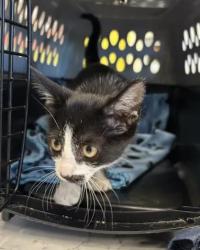 Shelter Stray Female Cat last seen Near Research Center Drive, Atlanta, GA, 1251 Fulton Industrial Blvd NW, Atlanta, GA 30336, USA
