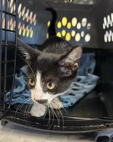 Shelter Stray Female Cat last seen Near Research Center Drive, Atlanta, GA, 1251 Fulton Industrial Blvd NW, Atlanta, GA 30336, USA