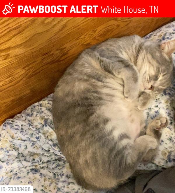 Lost Female Cat last seen The Parks Communjty, White House, TN 37188