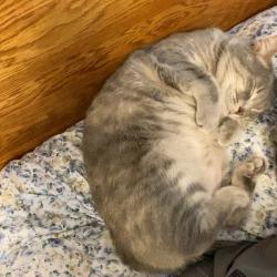 Lost Female Cat last seen The Parks Communjty, White House, TN 37188