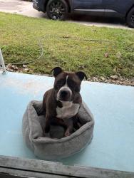 Lost Male Dog last seen Near ave 264 street, Homestead, FL 33031