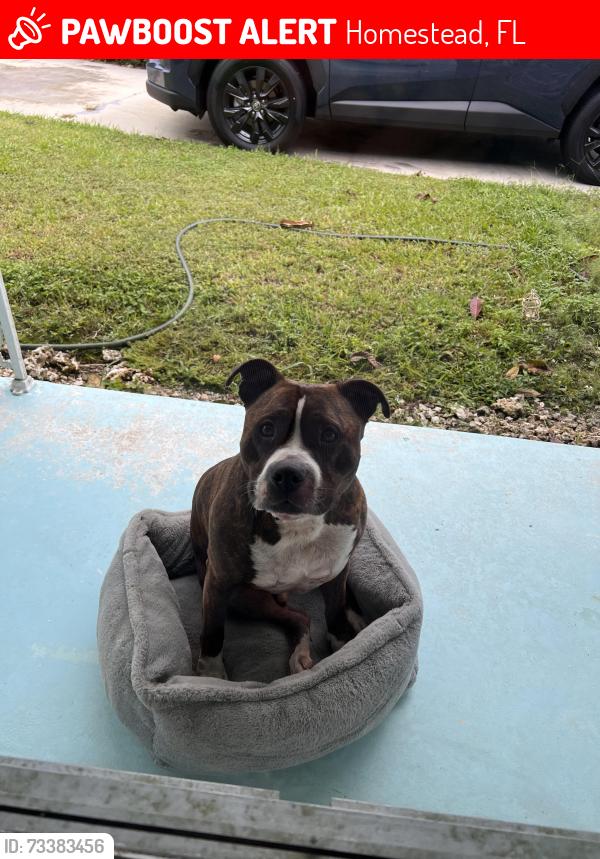 Lost Male Dog last seen Near ave 264 street, Homestead, FL 33031