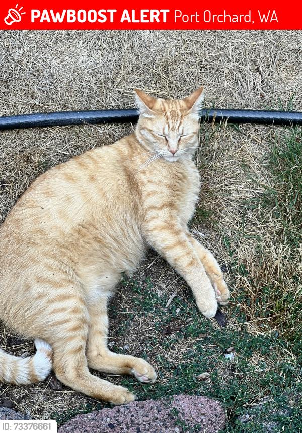 Lost Male Cat last seen SW Hunter Rd, Port Orchard, WA 98367