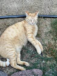Lost Male Cat last seen SW Hunter Rd, Port Orchard, WA 98367
