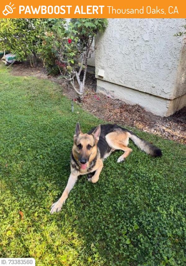 Found/Stray Male Dog last seen Kensington & Queens Way, Thousand Oaks, CA 91362