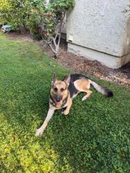 Found/Stray Male Dog last seen Kensington & Queens Way, Thousand Oaks, CA 91362