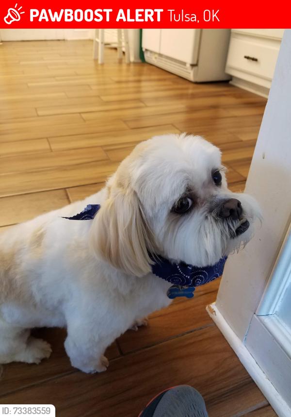 Lost Male Dog last seen 73rd Pl and Erie, Tulsa, OK 74136