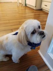 Lost Male Dog last seen 73rd Pl and Erie, Tulsa, OK 74136