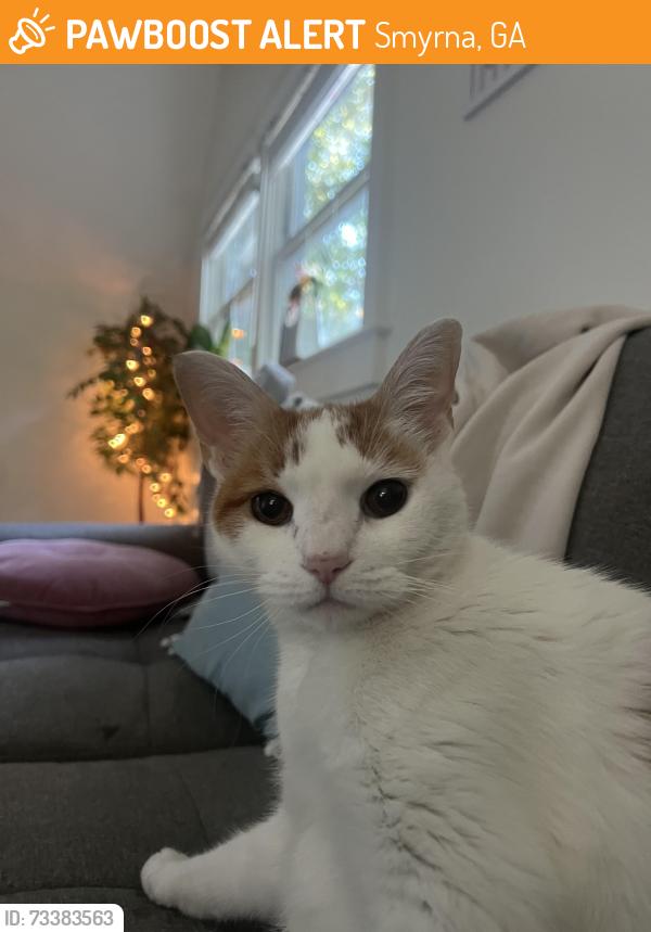 Found/Stray Female Cat last seen HOTWORX, Smyrna, GA 30082