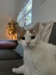 Found/Stray Female Cat last seen HOTWORX, Smyrna, GA 30082