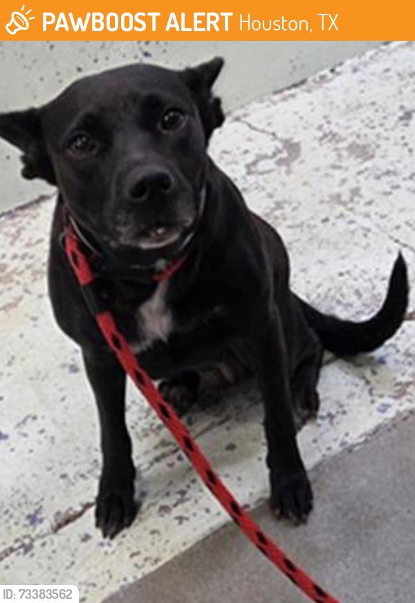 Found/Stray Female Dog last seen Laura Koppe Rd, Houston, TX, Houston, TX 77016