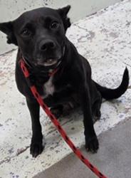 Found/Stray Female Dog last seen Laura Koppe Rd, Houston, TX, Houston, TX 77016