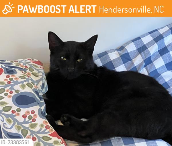 Found/Stray Male Cat last seen Ivy Crossing near Spence Street in Hendersonville, NC, Hendersonville, NC 28739