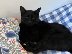Found/Stray Male Cat last seen Ivy Crossing near Spence Street in Hendersonville, NC, Hendersonville, NC 28739