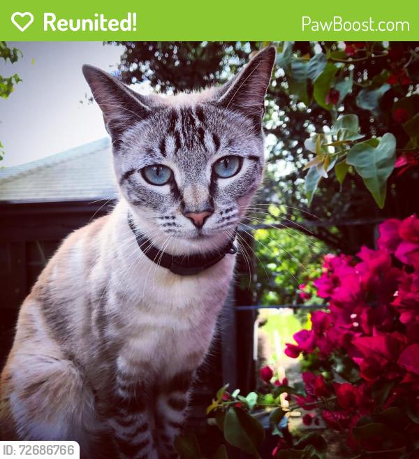 Reunited Female Cat last seen Oxford and Rose, Berkeley, CA 94709