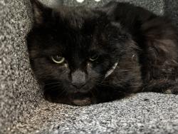 Shelter Stray Male Cat last seen E127th Street & Park Avenue, NEW YORK, NY, 10035, 326 E 110th St, New York, NY 10029, USA