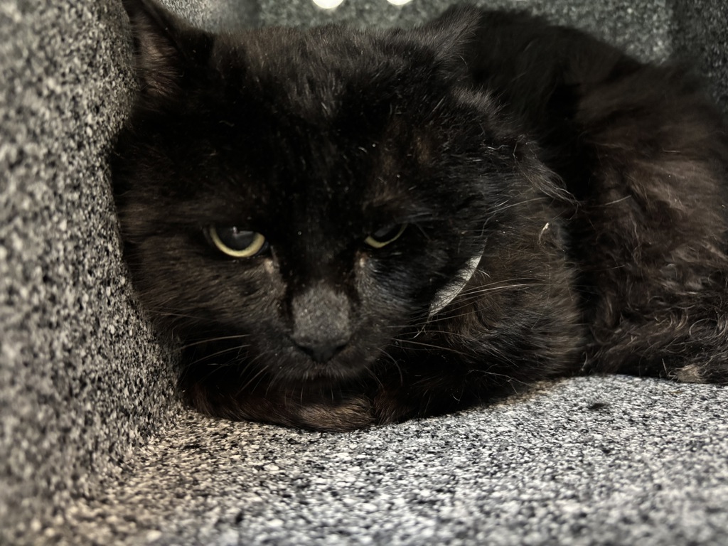 Shelter Stray Male Cat last seen E127th Street & Park Avenue, NEW YORK, NY, 10035, 326 E 110th St, New York, NY 10029, USA