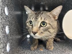 Shelter Stray Male Cat last seen E127th Street & Park Avenue, NEW YORK, NY, 10035, 326 E 110th St, New York, NY 10029, USA