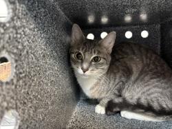 Shelter Stray Female Cat last seen E127th Street & Park Avenue, NEW YORK, NY, 10035, 326 E 110th St, New York, NY 10029, USA
