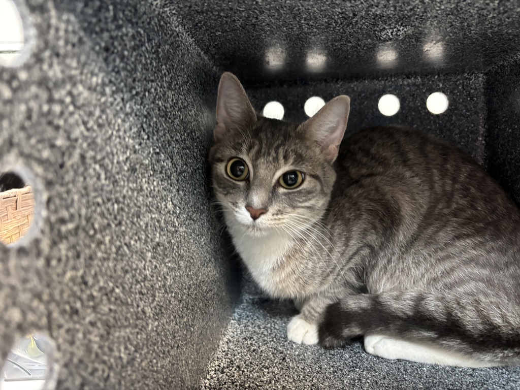Shelter Stray Female Cat last seen E127th Street & Park Avenue, NEW YORK, NY, 10035, 326 E 110th St, New York, NY 10029, USA