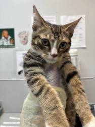 Shelter Stray Male Cat last seen E127th Street & Park Avenue, NEW YORK, NY, 10035, 326 E 110th St, New York, NY 10029, USA