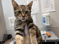 Shelter Stray Female Cat last seen E127th Street & Park Avenue, NEW YORK, NY, 10035, 326 E 110th St, New York, NY 10029, USA