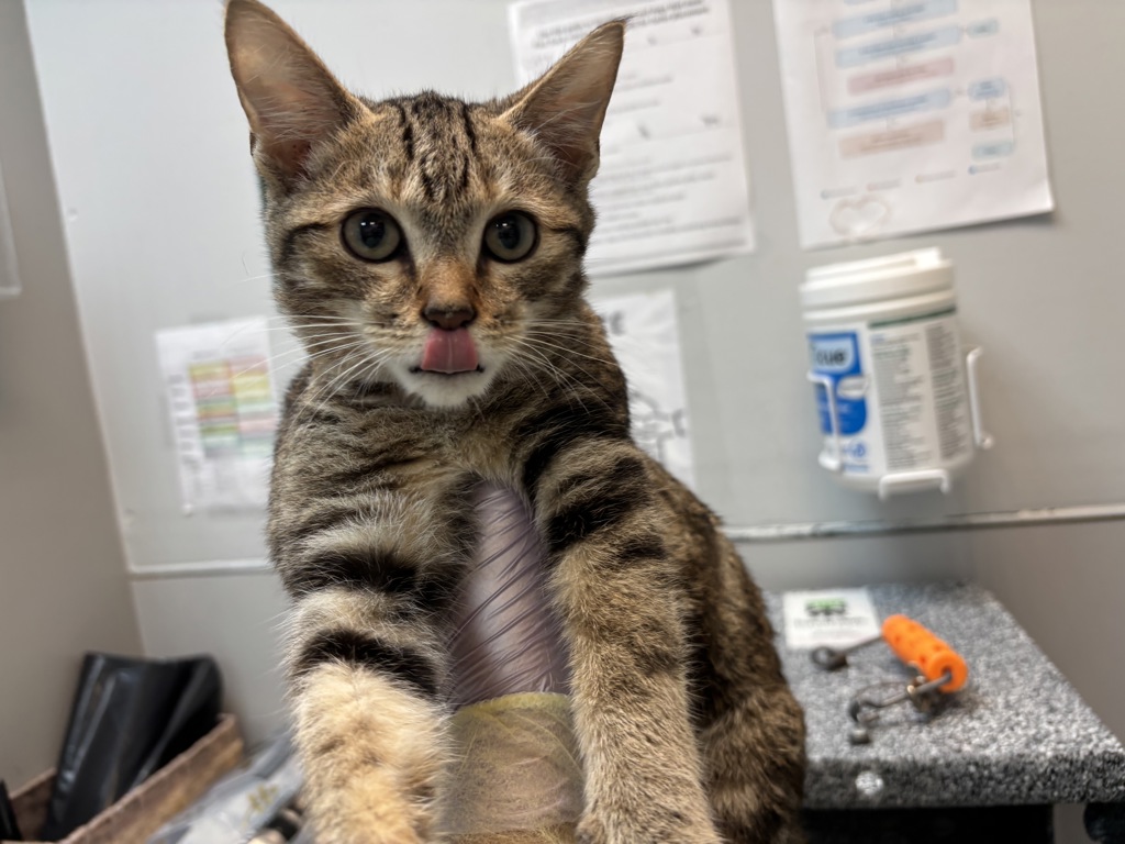 Shelter Stray Female Cat last seen E127th Street & Park Avenue, NEW YORK, NY, 10035, 326 E 110th St, New York, NY 10029, USA