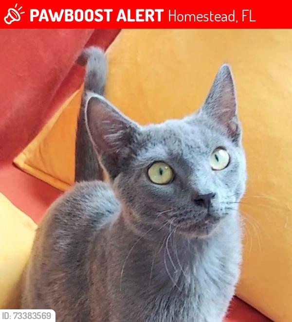 Lost Male Cat last seen Keys Landing, Homestead, FL 33035
