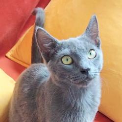 Lost Male Cat last seen Keys Landing, Homestead, FL 33035