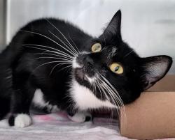 Shelter Stray Female Cat last seen Crescent Avenue, STATEN ISLAND, NY, 10301, 3139 Veterans Rd W, Staten Island, NY 10309, USA