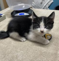 Shelter Stray Male Cat last seen Near W 15th Avenue, Escondido, CA, 92025, Escondido, CA 92027, USA