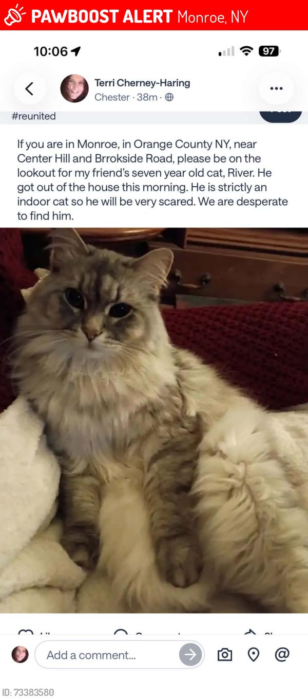 Lost Male Cat last seen Center hill rd .....sunset avenue monroe ny, Monroe, NY 10950