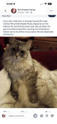 Lost Male Cat last seen Center hill rd .....sunset avenue monroe ny, Monroe, NY 10950