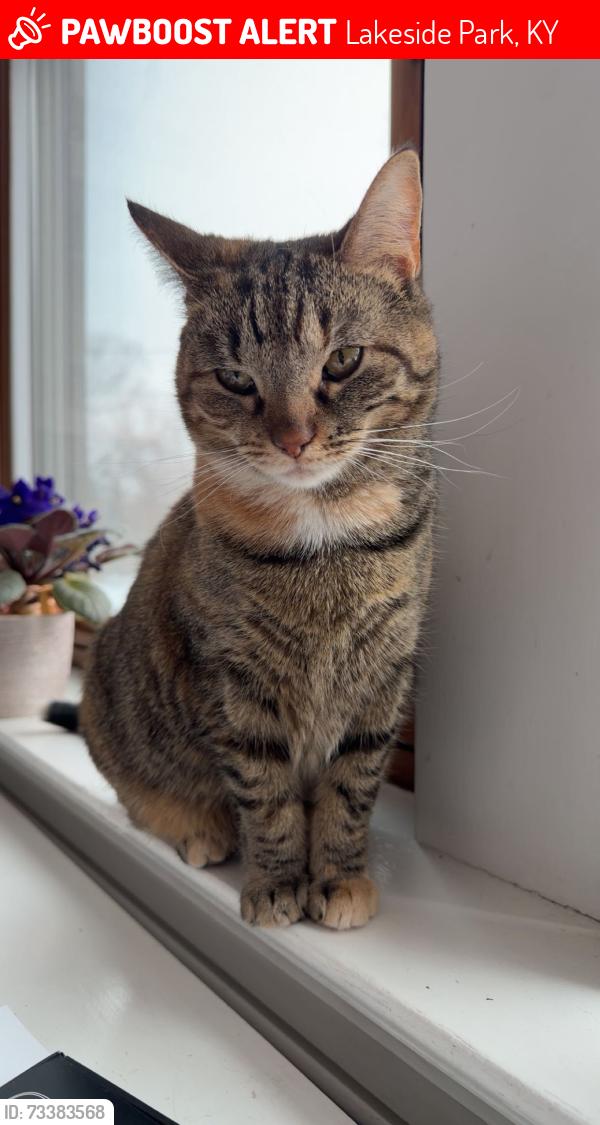 Lost Female Cat last seen lakeside park, Lakeside Park, KY 41017