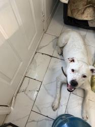 Lost Male Dog last seen Near Publix store, Ashford, AL 36312