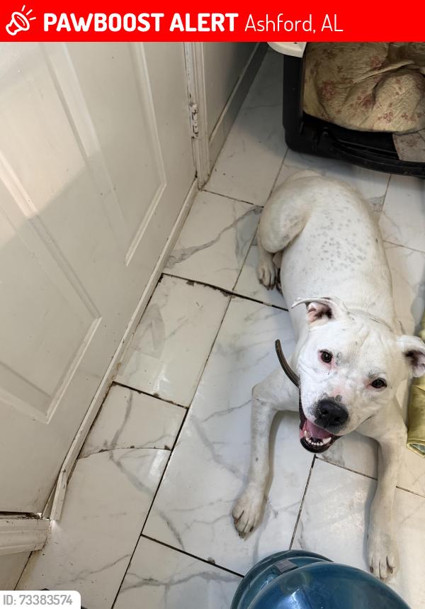 Lost Male Dog last seen Near Publix store, Ashford, AL 36312