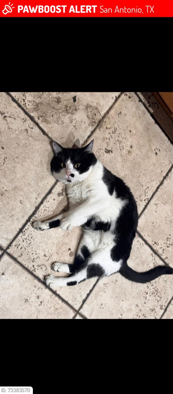 Lost Male Cat last seen Liberty Field road, San Antonio, TX 78254